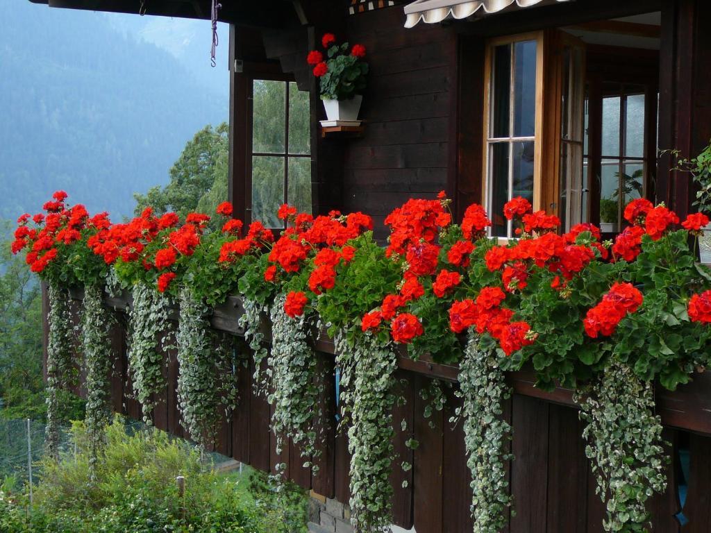 Chalet Acheregg Wengen Exterior foto