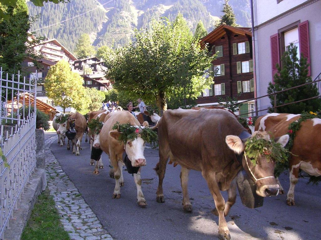 Chalet Acheregg Wengen Exterior foto